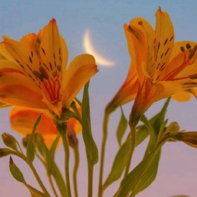 阿sue做棒冰中文版